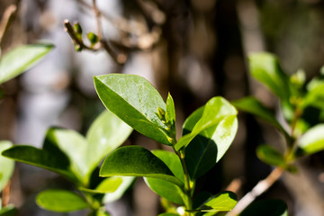 Springtime new leaf growth on tree with shallow depth of field 