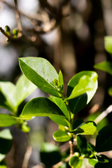 Springtime new leaf growth on tree with shallow depth of field 