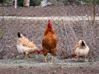 Meat-egg breed of chickens Houdan grazing outdoors in a green farm field. This large domestic bird with outstanding performance for private farms. Mottled Houdan Chicken Breed (Breeder Flock)