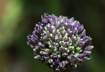 Blühender Zierlauch Allium