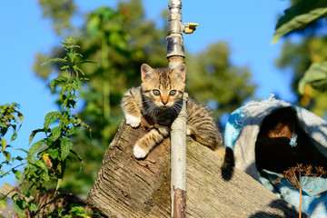 cat and pipe