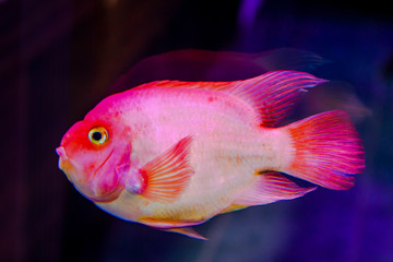 A red pink white colored fish in aquarium