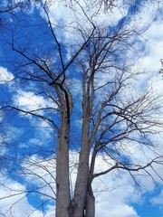 Tall tree against the blue sky - Lysaker 