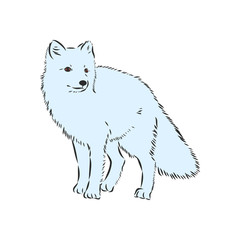 Vector Illustrated Portrait of Arctic fox. Cute white fluffy face of Polar Fox on blue background. Arctic Fox, wild white Fox, vector illustration