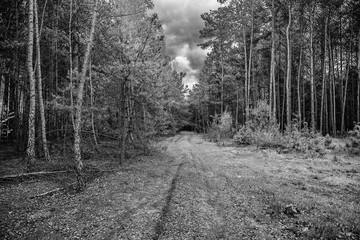  forest landscape with dirt road and trees on a cloudy spring day