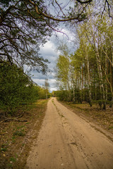  forest landscape with dirt road and trees on a cloudy spring day