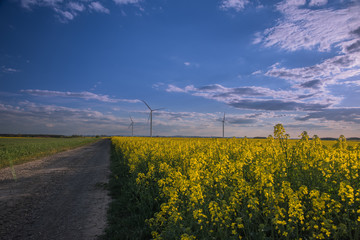 Pejzaż  w wiosenne popołudnie. Wiatraki na rzepakowym polu. © Tomasz