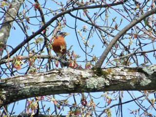 robin perched on a branch