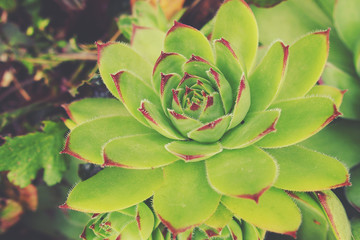 green cactus succulent creating an original background in close-up