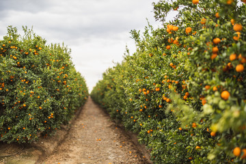 Sequoia National Park