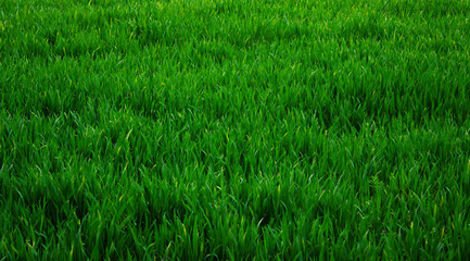 Green field of young wheal