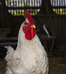 very angry white rooster look.  In the countryside