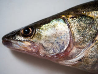 Raw fresh zander fish on white background