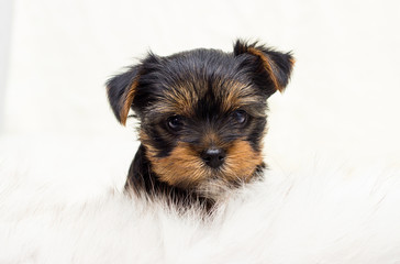 cute yorkshire terrier puppy on a fluffy blanket