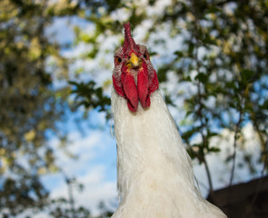 the angry rooster looks at the camera