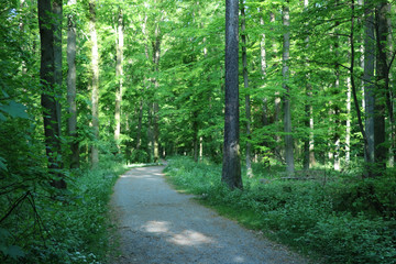 Obraz premium Forststraße