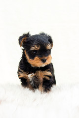 cute puppy on a fluffy blanket, yorkshire terrier