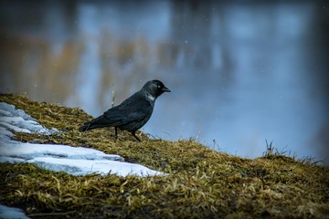 A black bird with white eyes and a black beak stands on a hillside among dry grass and snow