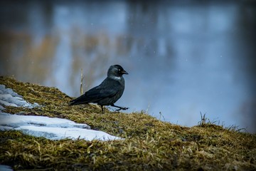 A black bird with white eyes and a black beak stands on a hillside among dry grass and snow