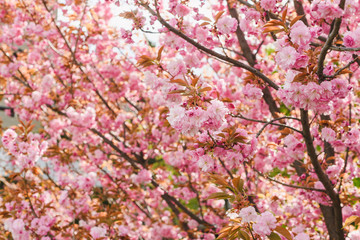 Sakura pink blossom tree background with flowers