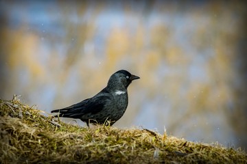 A black bird with white eyes and a black beak walks along the hillside in search of food among dry grass