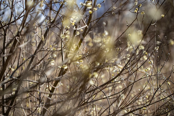 Branches of shrubs with young inflorescences and leaves in spring on a sunny day.
