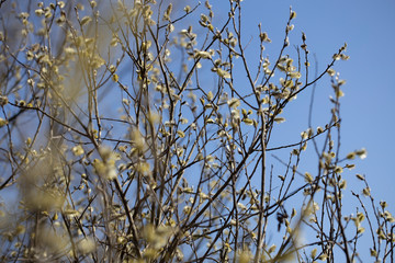 Branches of shrubs with young inflorescences and leaves in spring on a sunny day.