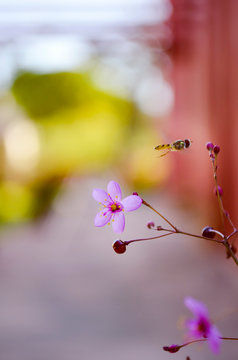 Primer plano de un peque&ntilde;o insecto volando sobre bellas flores rosas en un jard&iacute;n alegre y primaveral   