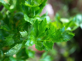 celery leaves