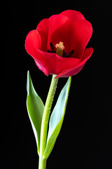 Wunderschöne rot-gelbe Tulpen vor schwarzem Hintergrund