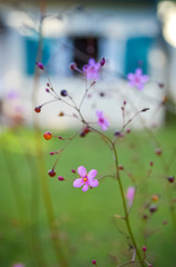 Obraz premium Imagen de unas pequeñas flores rosadas en un jardín con una ventana abierta de fondo 