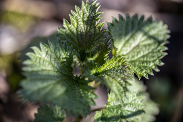Young nettle in spring with sunbeams