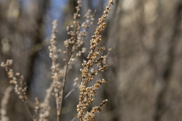 A branch of dry wormwood in the spring