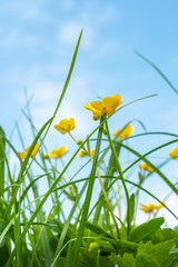 Gelbe Butterblumen im Frühling auf der Blumenwiese 
