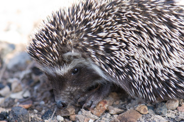 North African hedgehog Atelerix algirus. Cruz de Pajonales. Integral Natural Reserve of Inagua. Tejeda. Gran Canaria. Canary Islands. Spain.