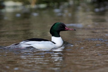 Goosander on a creek (male)