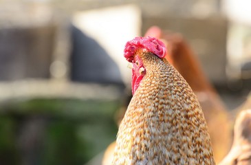 handsome rooster domesticated