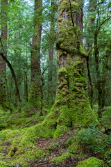 Lake Gunn Nature Walk, Fiordland National Park, South Island, New Zealand