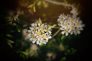 white flowers of a fruit tree blossoming in spring