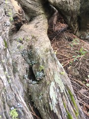 Fallen Dead Tree