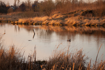 ducks on the river