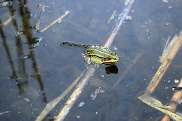 Green river little frog on the surface of the water.