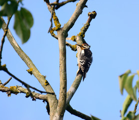 woodpecker on a tree