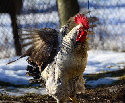 handsome rooster domesticated