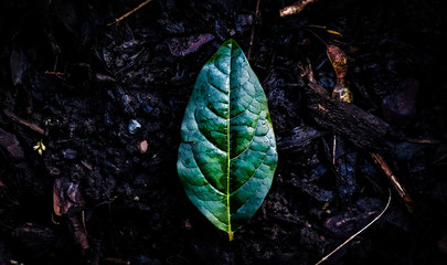 Isolated, vibrant green leaf centered in the middle of the picture, surrounded by wet dirt, top-down view.
