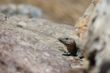 Gran Canaria giant lizard Gallotia stehlini. Male. Integral Natural Reserve of Inagua. Tejeda. Gran Canaria. Canary Islands. Spain.