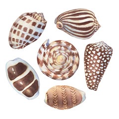 Set of underwater life objects - brown sea shell, marine design. Watercolor hand drawn painting illustration isolated on white background.