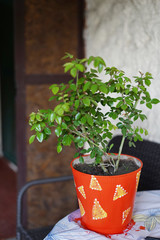 Green plant in red pot.