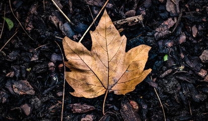 Isolated, vibrant, dead brown leaf centered, in the middle of the picture, surrounded by wet dirt and fallen sticks, from a top-down view.