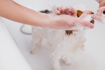 Fototapeta premium adorable little pet dog take shower in bath before grooming, hair cutting by professional groomer in salon. health care of animals concept